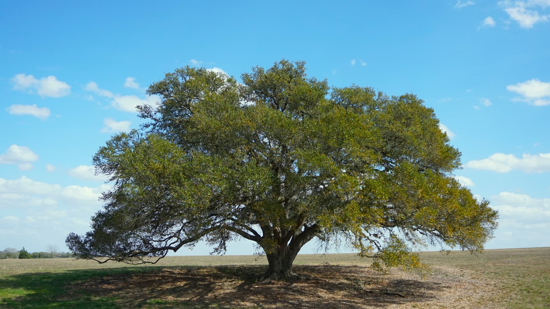 Mature Texas live oak standing on a hill — the kind of tree we protect through routine care and risk assessment