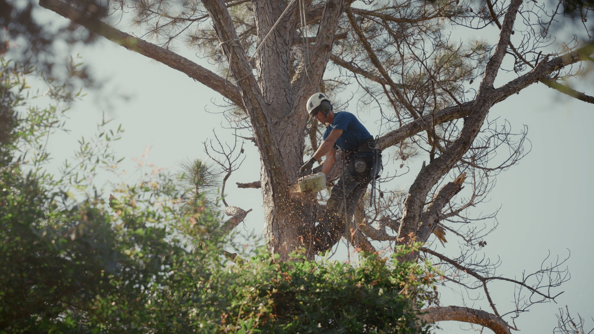Bluebonnet Tree Care climber making a cut high in a pine during a controlled removal