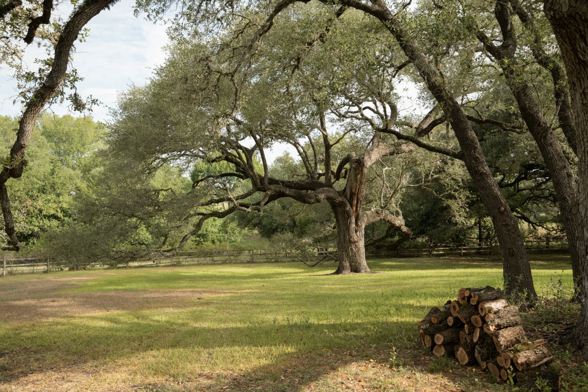 After — Mature live oak canopy