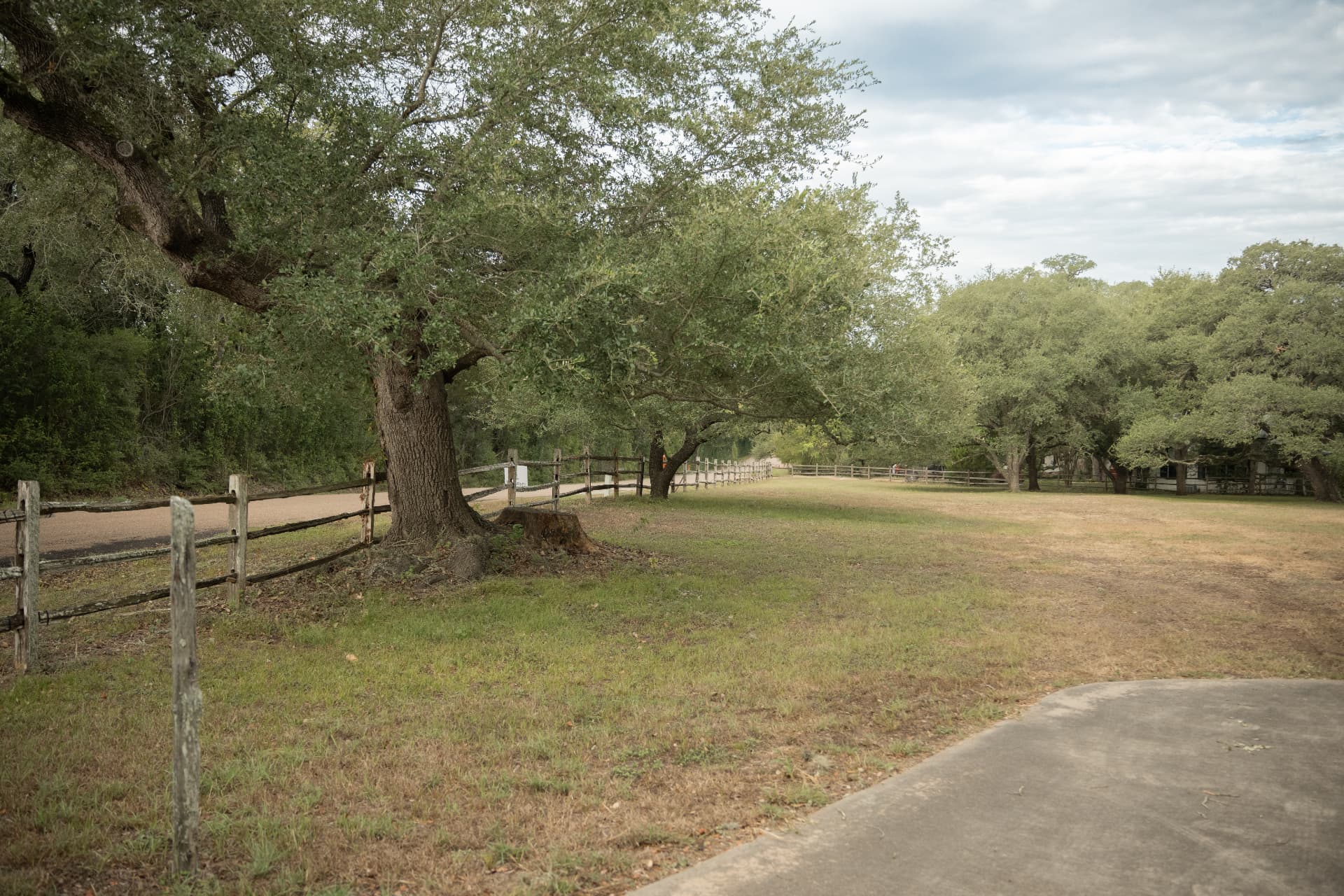 After — Fenceline live oak