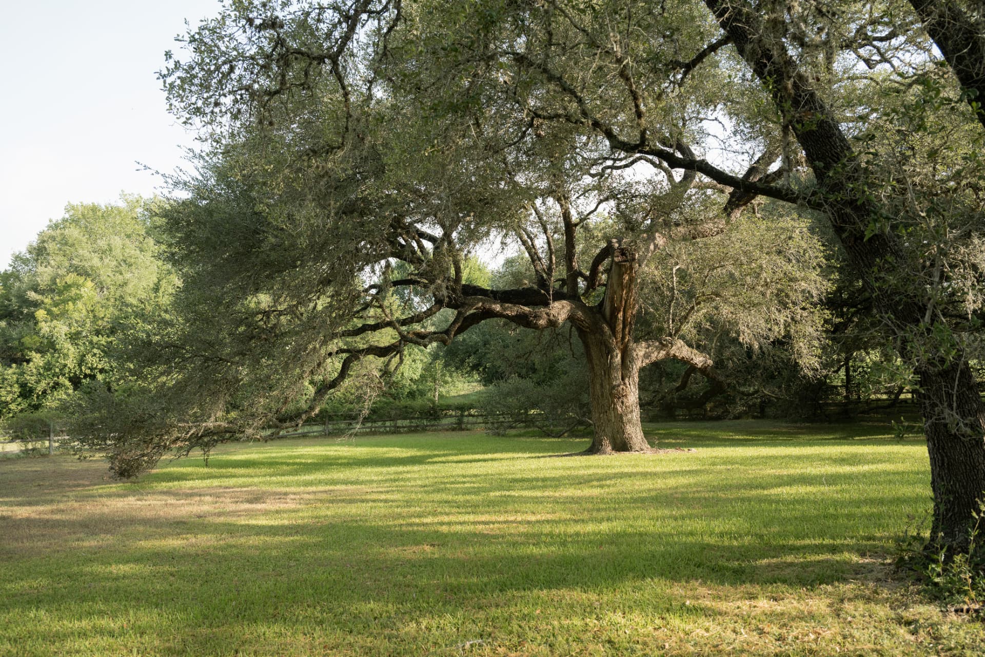 Before — Mature live oak canopy
