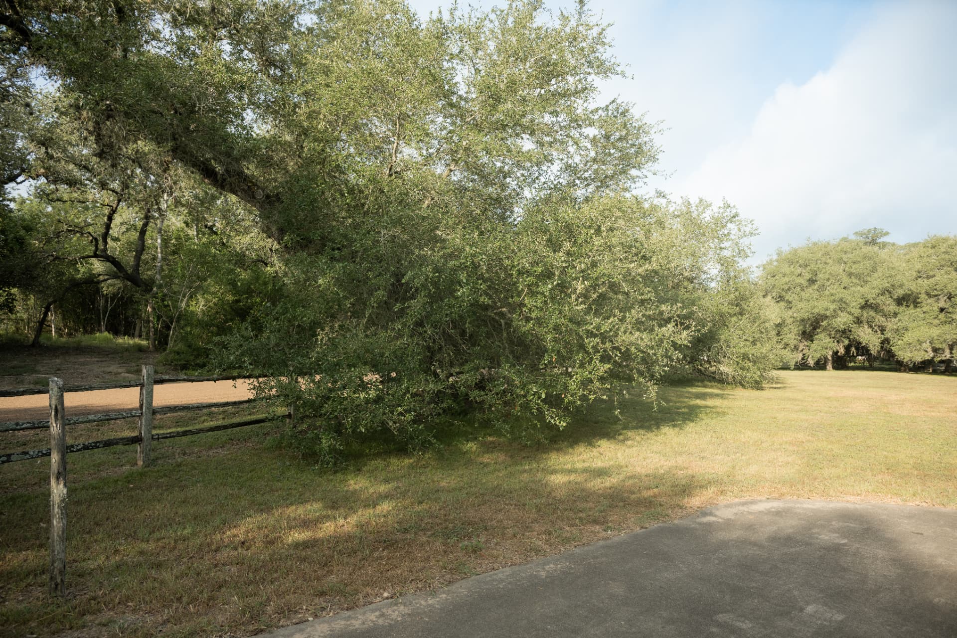Before — Fenceline live oak